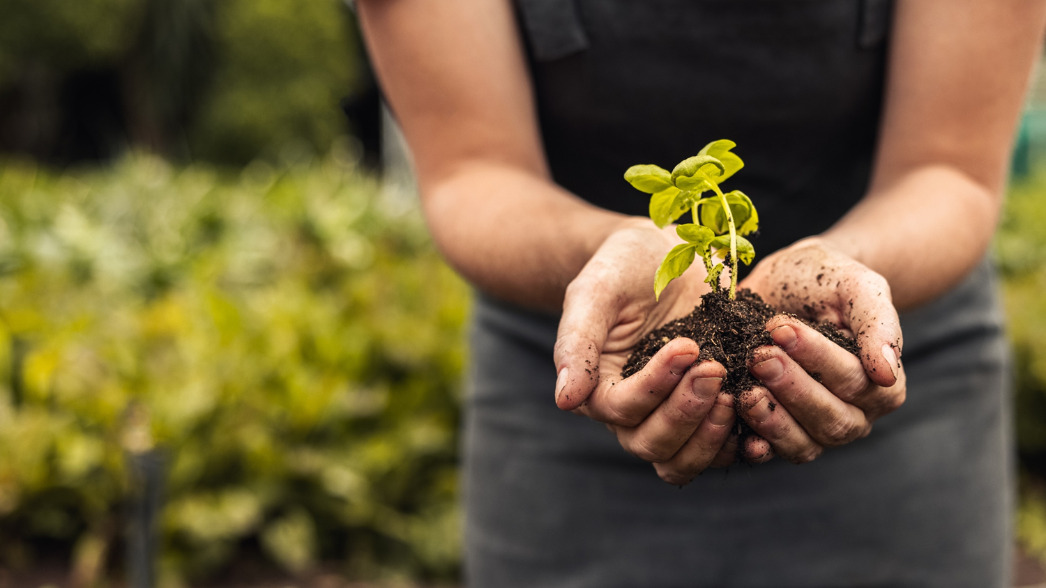 Person som håller en planta i sina händer